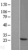 CBX3 / HP1 Gamma Protein - Western validation with an anti-DDK antibody * L: Control HEK293 lysate R: Over-expression lysate