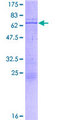 CBX4 Protein - 12.5% SDS-PAGE of human CBX4 stained with Coomassie Blue