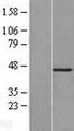 CBX8 Protein - Western validation with an anti-DDK antibody * L: Control HEK293 lysate R: Over-expression lysate