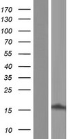 CBY1 / PGEA1 Protein - Western validation with an anti-DDK antibody * L: Control HEK293 lysate R: Over-expression lysate