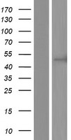 CC2D2B Protein - Western validation with an anti-DDK antibody * L: Control HEK293 lysate R: Over-expression lysate