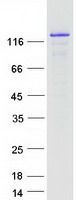 CCAR2 / KIAA1967 Protein - Purified recombinant protein CCAR2 was analyzed by SDS-PAGE gel and Coomassie Blue Staining