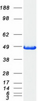 CCBL1 Protein - Purified recombinant protein KYAT1 was analyzed by SDS-PAGE gel and Coomassie Blue Staining