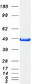 CCBL1 Protein - Purified recombinant protein KYAT1 was analyzed by SDS-PAGE gel and Coomassie Blue Staining