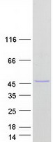 CCBL2 Protein - Purified recombinant protein KYAT3 was analyzed by SDS-PAGE gel and Coomassie Blue Staining