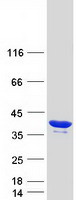 CCDC101 Protein - Purified recombinant protein SGF29 was analyzed by SDS-PAGE gel and Coomassie Blue Staining