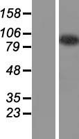 CCDC110 Protein - Western validation with an anti-DDK antibody * L: Control HEK293 lysate R: Over-expression lysate