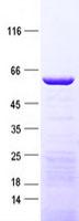CCDC112 / MBC1 Protein