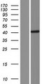 CCDC113 Protein - Western validation with an anti-DDK antibody * L: Control HEK293 lysate R: Over-expression lysate