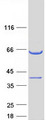 CCDC117 Protein - Purified recombinant protein CCDC117 was analyzed by SDS-PAGE gel and Coomassie Blue Staining