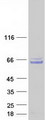 CCDC130 Protein - Purified recombinant protein CCDC130 was analyzed by SDS-PAGE gel and Coomassie Blue Staining