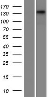 CCDC136 Protein - Western validation with an anti-DDK antibody * L: Control HEK293 lysate R: Over-expression lysate
