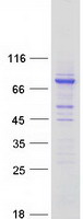 CCDC138 Protein - Purified recombinant protein CCDC138 was analyzed by SDS-PAGE gel and Coomassie Blue Staining