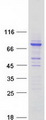 CCDC138 Protein - Purified recombinant protein CCDC138 was analyzed by SDS-PAGE gel and Coomassie Blue Staining