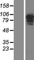 CCDC144B Protein - Western validation with an anti-DDK antibody * L: Control HEK293 lysate R: Over-expression lysate