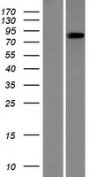 CCDC157 Protein - Western validation with an anti-DDK antibody * L: Control HEK293 lysate R: Over-expression lysate