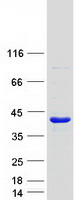 CCDC24 Protein - Purified recombinant protein CCDC24 was analyzed by SDS-PAGE gel and Coomassie Blue Staining