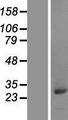 CCDC25 Protein - Western validation with an anti-DDK antibody * L: Control HEK293 lysate R: Over-expression lysate