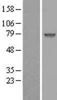 CCDC27 Protein - Western validation with an anti-DDK antibody * L: Control HEK293 lysate R: Over-expression lysate