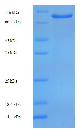 CCDC36 Protein