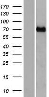 CCDC37 Protein - Western validation with an anti-DDK antibody * L: Control HEK293 lysate R: Over-expression lysate