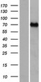 CCDC37 Protein - Western validation with an anti-DDK antibody * L: Control HEK293 lysate R: Over-expression lysate
