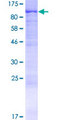 CCDC37 Protein - 12.5% SDS-PAGE of human CCDC37 stained with Coomassie Blue