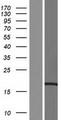 CCDC43 Protein - Western validation with an anti-DDK antibody * L: Control HEK293 lysate R: Over-expression lysate
