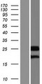 CCDC46 Protein - Western validation with an anti-DDK antibody * L: Control HEK293 lysate R: Over-expression lysate