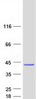 CCDC50 Protein - Purified recombinant protein CCDC50 was analyzed by SDS-PAGE gel and Coomassie Blue Staining