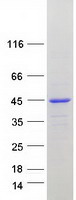 CCDC51 Protein - Purified recombinant protein CCDC51 was analyzed by SDS-PAGE gel and Coomassie Blue Staining