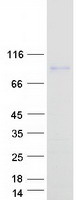 CCDC62 Protein - Purified recombinant protein CCDC62 was analyzed by SDS-PAGE gel and Coomassie Blue Staining