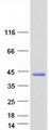 CCDC69 Protein - Purified recombinant protein CCDC69 was analyzed by SDS-PAGE gel and Coomassie Blue Staining