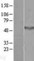 CCDC78 Protein - Western validation with an anti-DDK antibody * L: Control HEK293 lysate R: Over-expression lysate