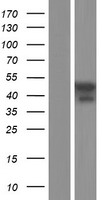 CCDC78 Protein - Western validation with an anti-DDK antibody * L: Control HEK293 lysate R: Over-expression lysate