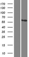 CCDC81 Protein - Western validation with an anti-DDK antibody * L: Control HEK293 lysate R: Over-expression lysate