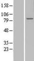 CCDC82 Protein - Western validation with an anti-DDK antibody * L: Control HEK293 lysate R: Over-expression lysate