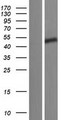 CCDC85C Protein - Western validation with an anti-DDK antibody * L: Control HEK293 lysate R: Over-expression lysate