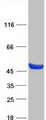 CCDC89 Protein - Purified recombinant protein CCDC89 was analyzed by SDS-PAGE gel and Coomassie Blue Staining