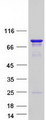 CCDC9 Protein - Purified recombinant protein CCDC9 was analyzed by SDS-PAGE gel and Coomassie Blue Staining