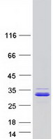 CCDC90B Protein - Purified recombinant protein CCDC90B was analyzed by SDS-PAGE gel and Coomassie Blue Staining