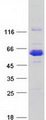 CCDC91 Protein - Purified recombinant protein CCDC91 was analyzed by SDS-PAGE gel and Coomassie Blue Staining
