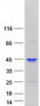 CCDC92 Protein - Purified recombinant protein CCDC92 was analyzed by SDS-PAGE gel and Coomassie Blue Staining