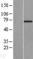 CCDC93 Protein - Western validation with an anti-DDK antibody * L: Control HEK293 lysate R: Over-expression lysate