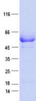 CCDC97 Protein