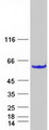 CCDC97 Protein - Purified recombinant protein CCDC97 was analyzed by SDS-PAGE gel and Coomassie Blue Staining