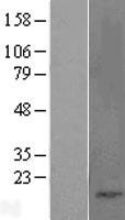 CCK / Cholecystokinin Protein - Western validation with an anti-DDK antibody * L: Control HEK293 lysate R: Over-expression lysate