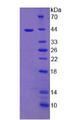 CCK / Cholecystokinin Protein - Recombinant Cholecystokinin By SDS-PAGE