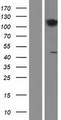 CCK4 / PTK7 Protein - Western validation with an anti-DDK antibody * L: Control HEK293 lysate R: Over-expression lysate