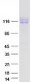 CCK4 / PTK7 Protein - Purified recombinant protein PTK7 was analyzed by SDS-PAGE gel and Coomassie Blue Staining